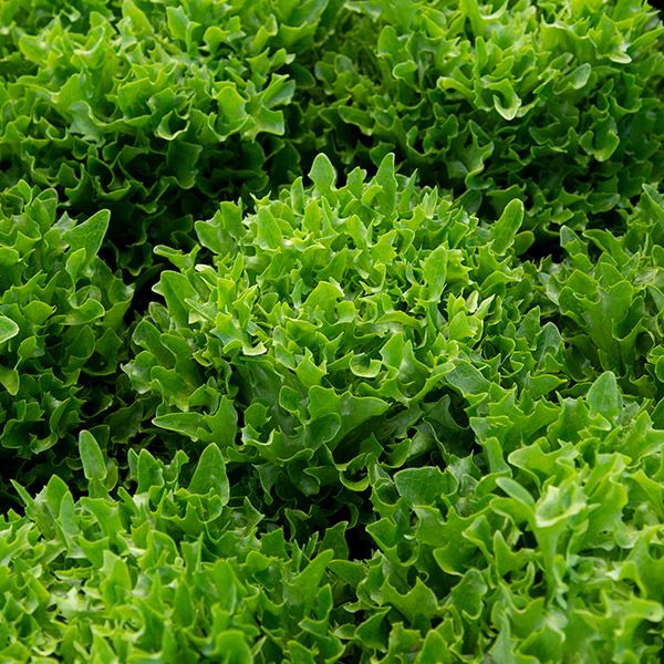 Green Salad Bowl - 4 Pack