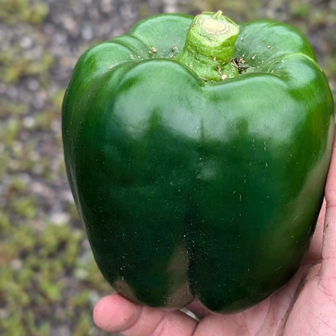 Green Pepper Quart