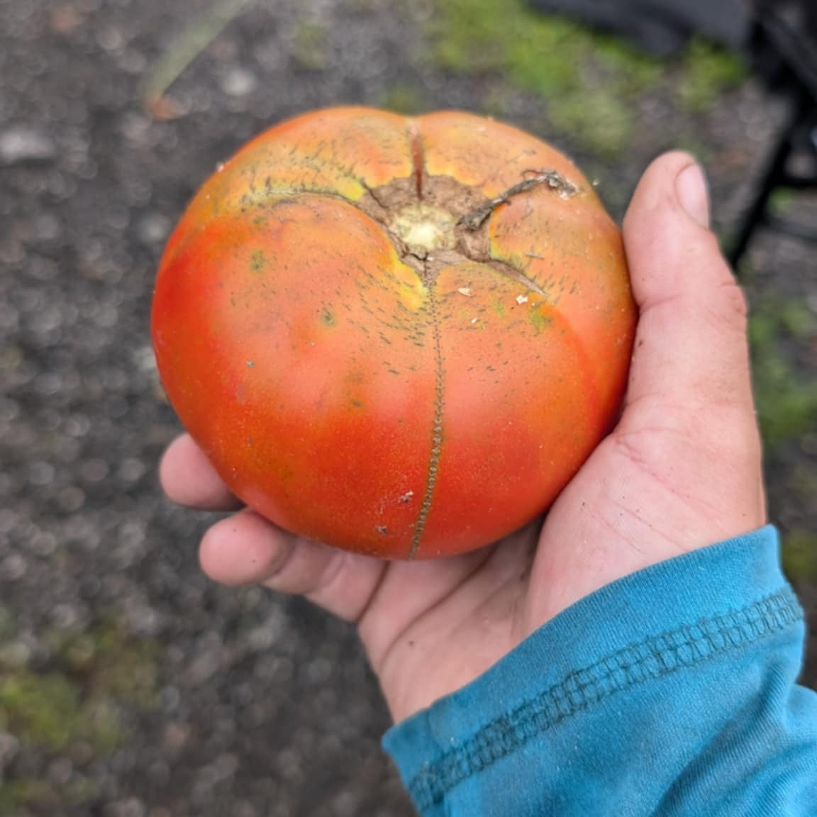 Heirloom Slicer - 1lb