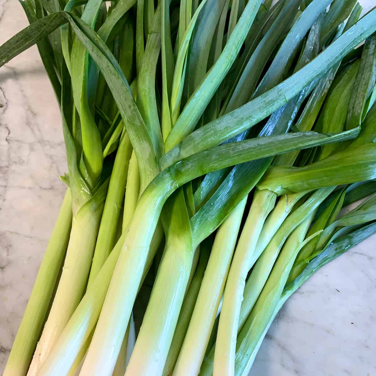 Leek