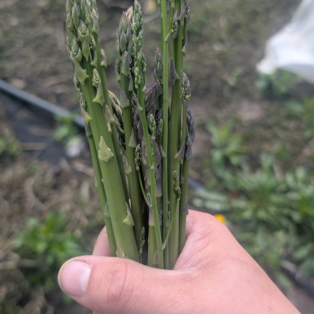 Asparagus 1/2lb Bunch - $3.99