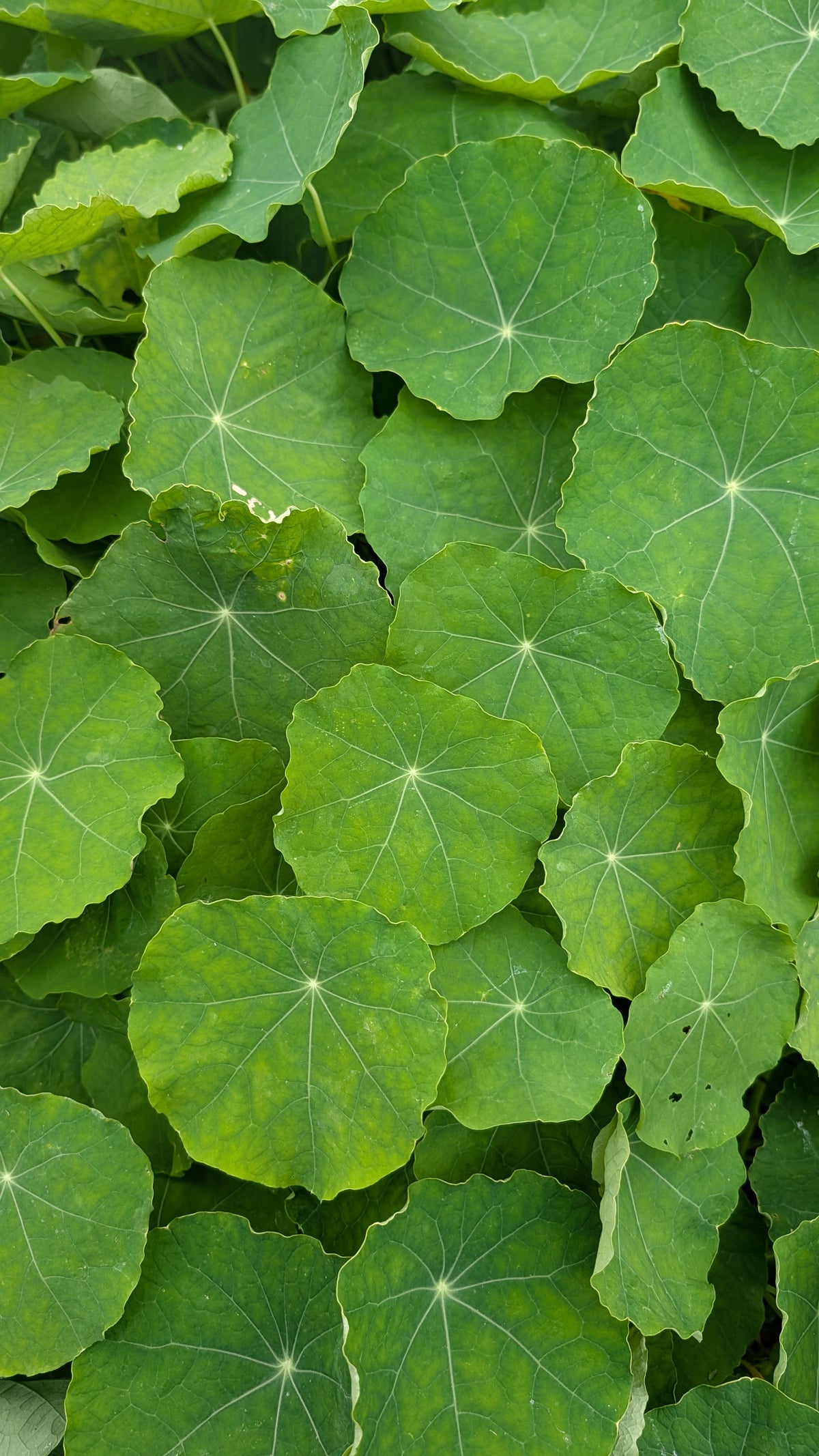 4oz Nasturtium Greens - Bright and Peppery, similar to Arugula