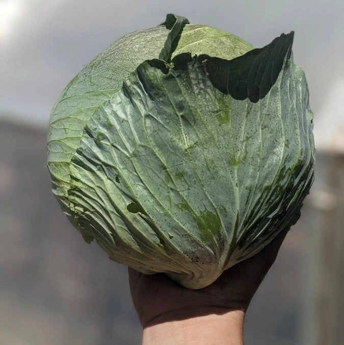 Cabbage LIMIT 1