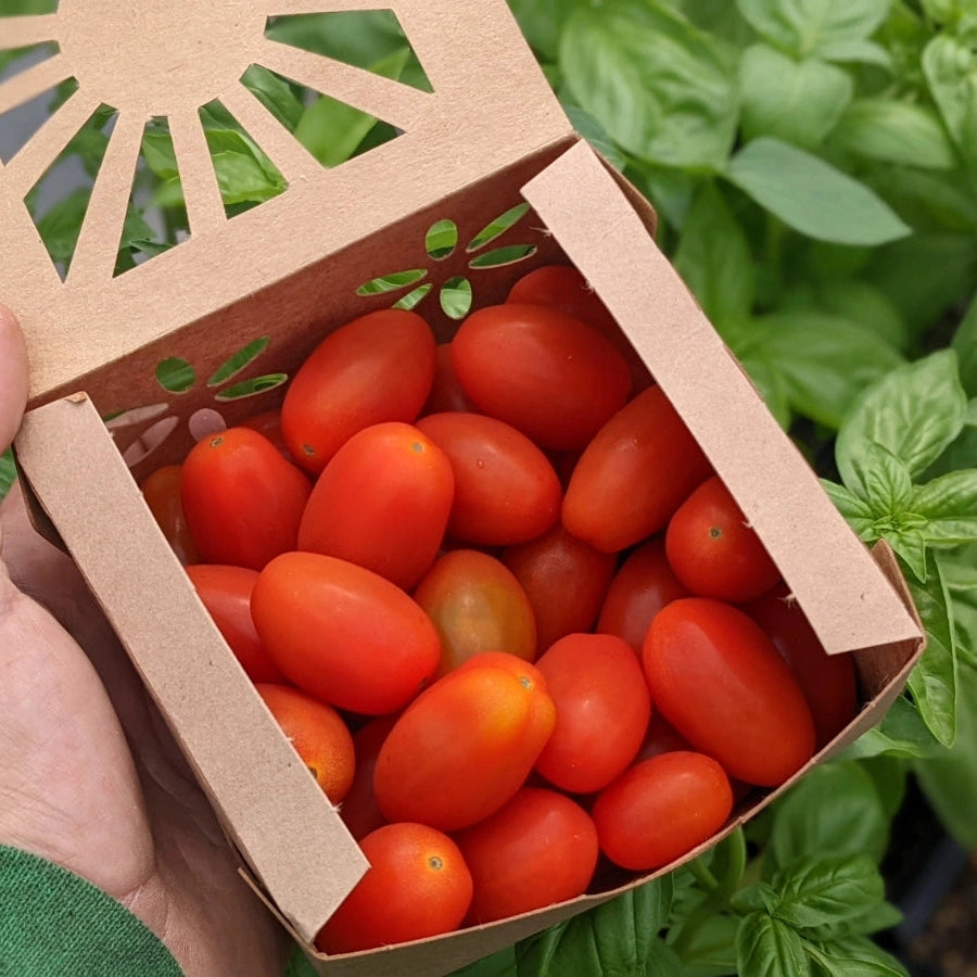 Grape Tomato - 1 pint
