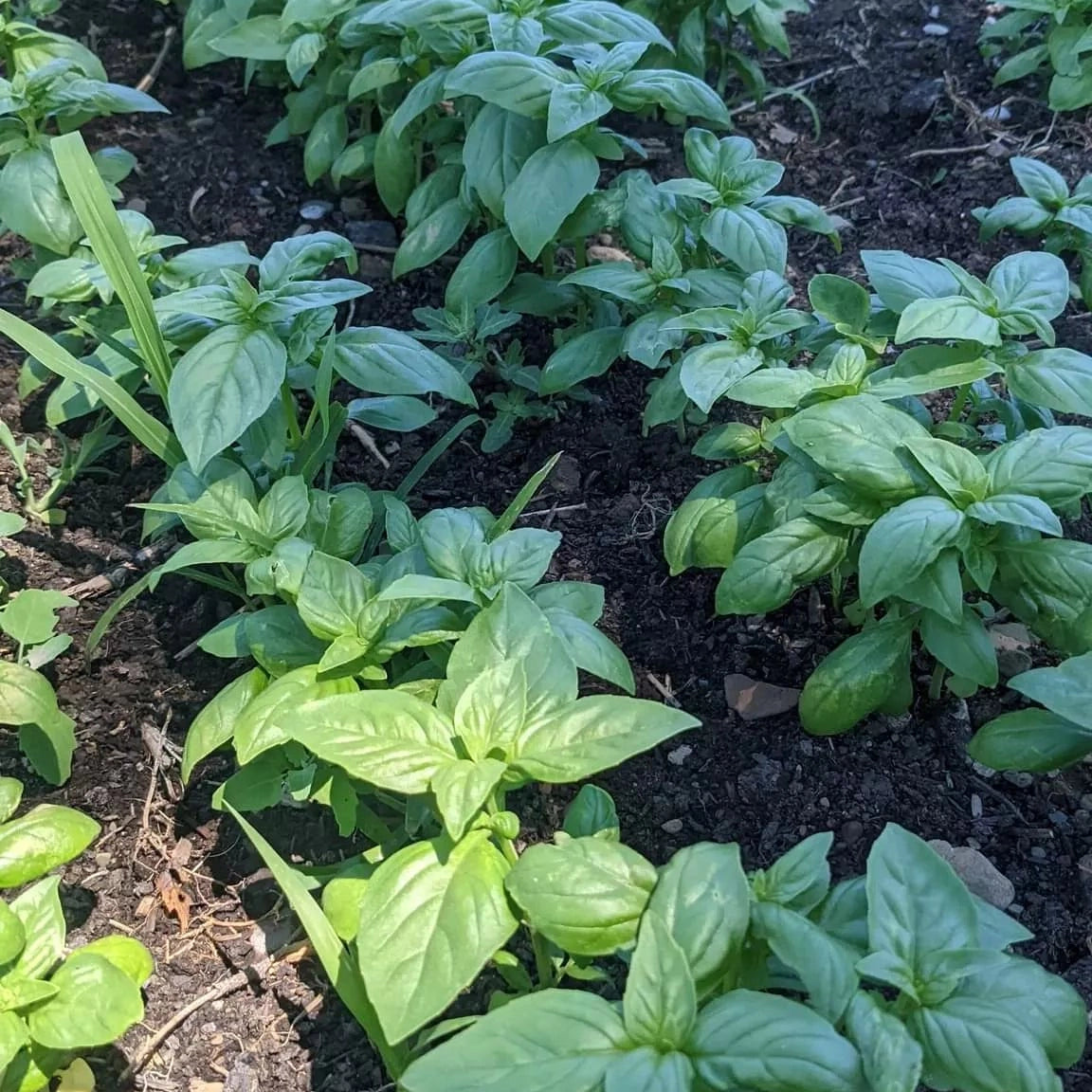 Italian Basil 3oz. Bag