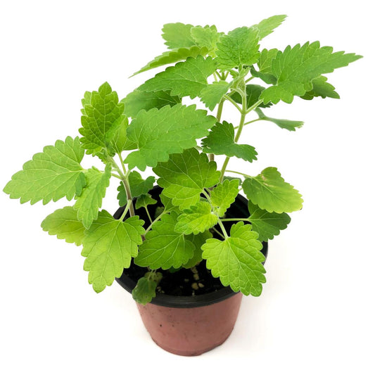 Catnip