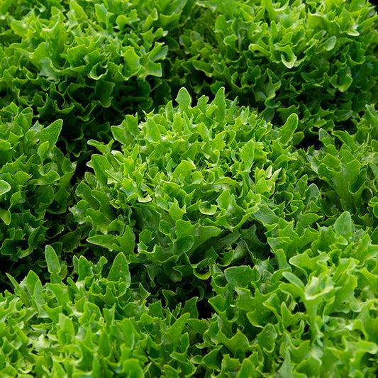 Green Salad Bowl - 4 Pack