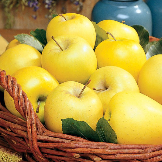 Golden Delicious Apples - Quart