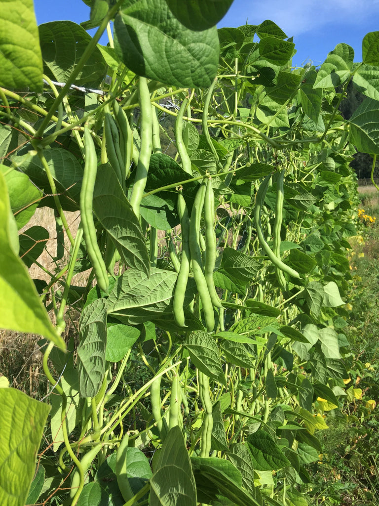 Bean - Blue Lake Pole