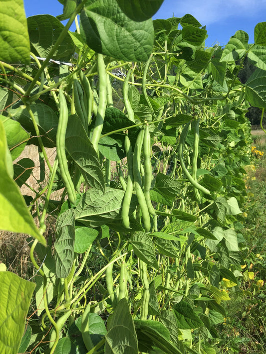 Bean - Blue Lake Pole
