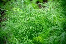 Dill