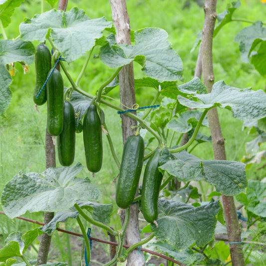 Muncher Cucumber - Burpless
