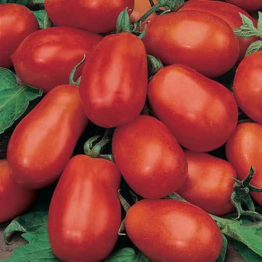 1lb Roma Tomato (Sauce)
