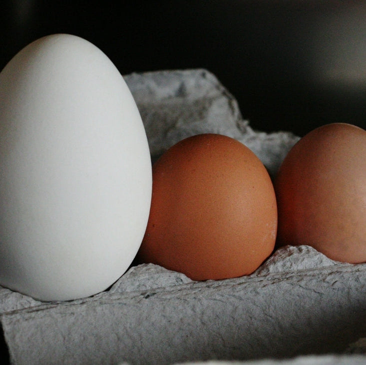 2 Goose Eggs - Very Large - $3.50
