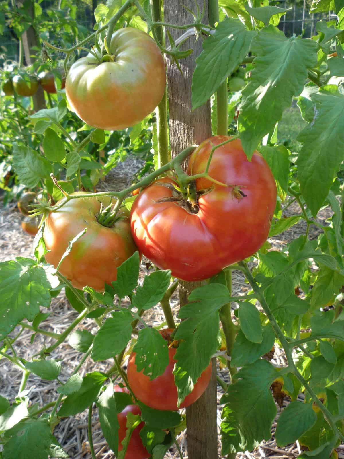 Tomato - Mortgage Lifter (Slicing)