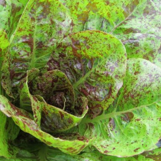 Freckles Lettuce - Delicate Leaf