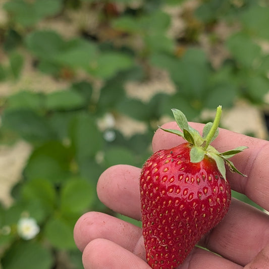 Strawberries -Pint - $3.50