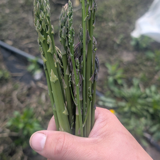 Asparagus 1/2lb Bunch - $3.99