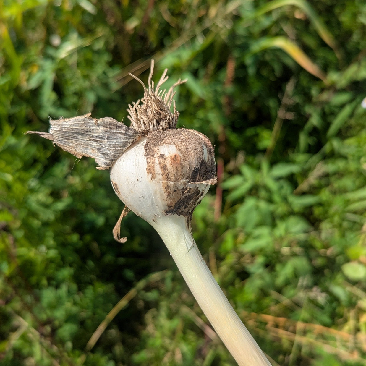 Hardneck Garlic Fresh Uncured Head