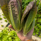 Little Gem Romaine Red and Green Bunch