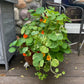 Mother's Day 12" Nasturtium Hanging Basket - Pollinator Friendly, Edible Flowers