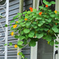 Mother's Day 12" Nasturtium Hanging Basket - Pollinator Friendly, Edible Flowers