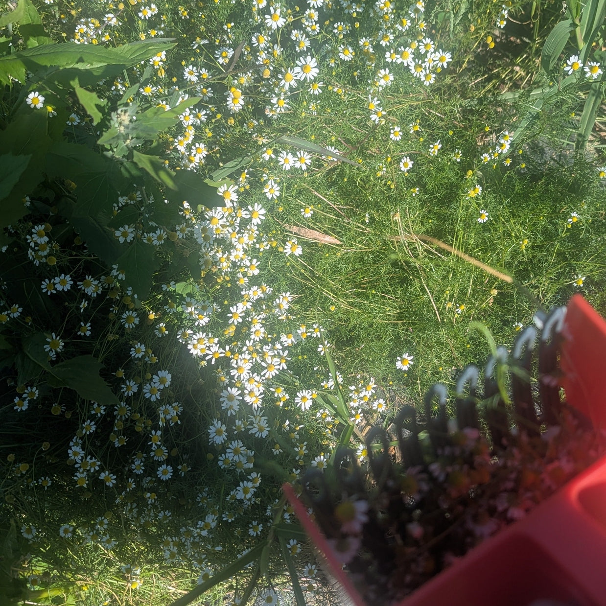 Fresh Chamomile 2oz