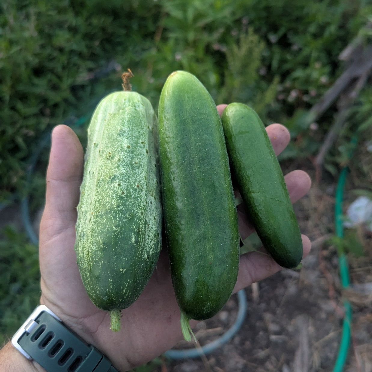 Cucumbers