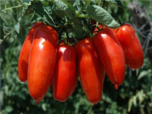 Tomato - Super Italian Paste